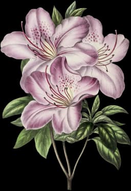 Image of Azaleas