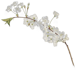 Image of Cherry Blossoms