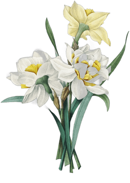 Image of Daffodils