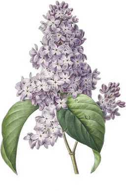 Image of Lilacs