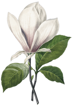 Image of Magnolias