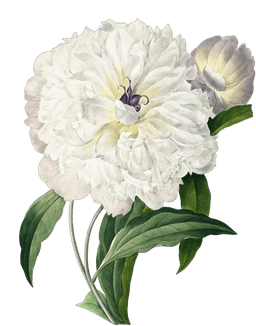 Image of Tree Peonies