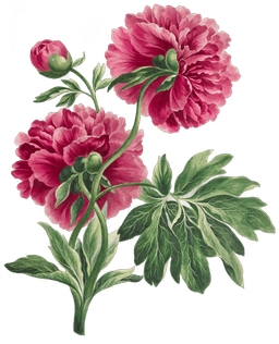 Image of Herbaceous Peonies