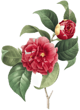 Image of Roses